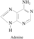 Maharashtra Board Class 12 Chemistry Solutions Chapter 14 Biomolecules 88