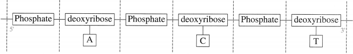 Maharashtra Board Class 12 Chemistry Solutions Chapter 14 Biomolecules 97