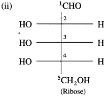 Maharashtra Board Class 12 Chemistry Solutions Chapter 14 Biomolecules 22