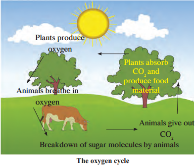 Energy Flow In An Ecosystem Class 9 Exercise 1