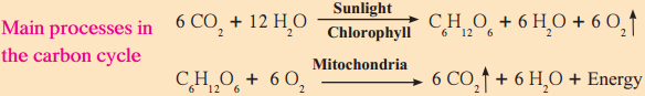 Energy Flow In An Ecosystem Class 9 Questions And Answers 