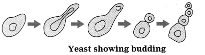 Maharashtra Board Class 10 Science Solutions Part 2 Chapter 2 Life Processes in Living Organisms Part - 2, 4