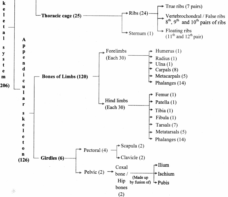 Maharashtra Board Class 11 Biology Solutions Chapter 16 Skeleton and Movement 30