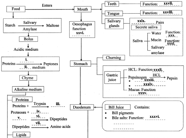 Maharashtra Board Class 11 Biology Solutions Chapter 14 Human Nutrition 5