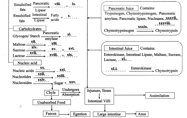 Maharashtra Board Class 11 Biology Solutions Chapter 14 Human Nutrition 6