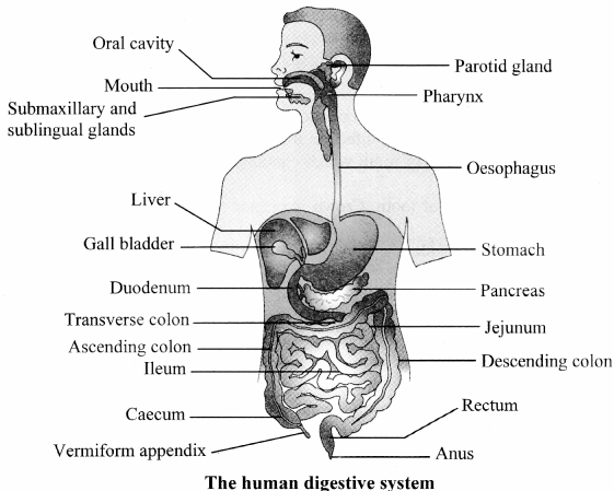 Maharashtra Board Class 11 Biology Solutions Chapter 14 Human Nutrition 8