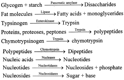 Maharashtra Board Class 11 Biology Solutions Chapter 14 Human Nutrition 10