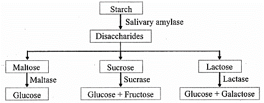 Maharashtra Board Class 11 Biology Solutions Chapter 14 Human Nutrition 12