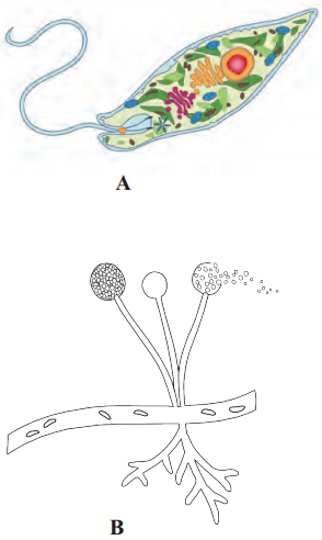 Maharashtra Board Class 11 Biology Solutions Chapter 2 Systematics of Living Organisms 5