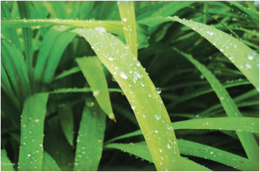 Maharashtra Board Class 9 Geography Solutions Chapter 5 Precipitation 8