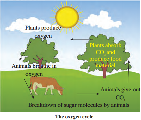 Maharashtra Board Class 9 Science Solutions Chapter 7 Energy Flow in an Ecosystem 10