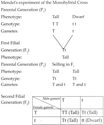 Maharashtra Board Class 9 Science Solutions Chapter 16 Heredity and Variation 3