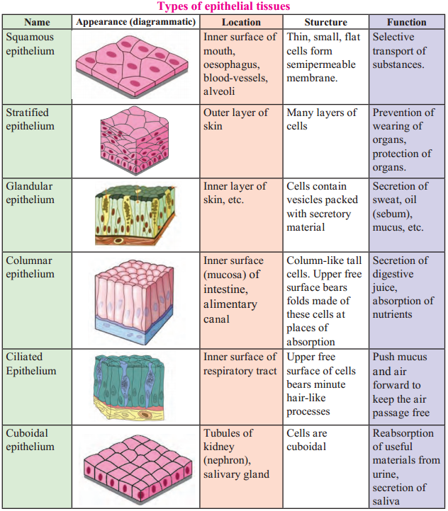 Maharashtra Board Class 9 Science Solutions Chapter 17 Introduction to Biotechnology 8