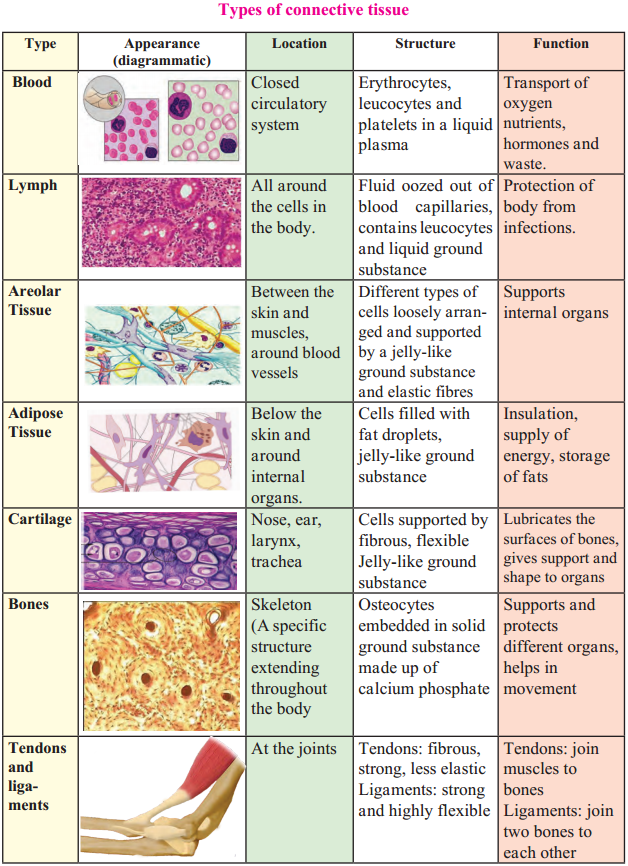 Maharashtra Board Class 9 Science Solutions Chapter 17 Introduction to Biotechnology 9