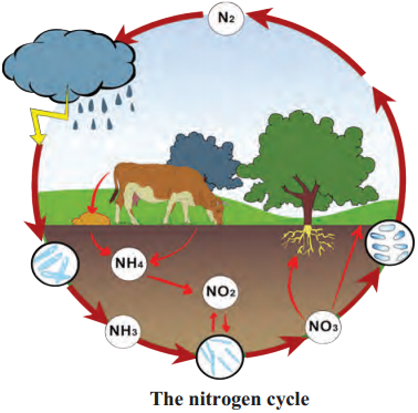 Maharashtra Board Class 9 Science Solutions Chapter 7 Energy Flow in an Ecosystem 9